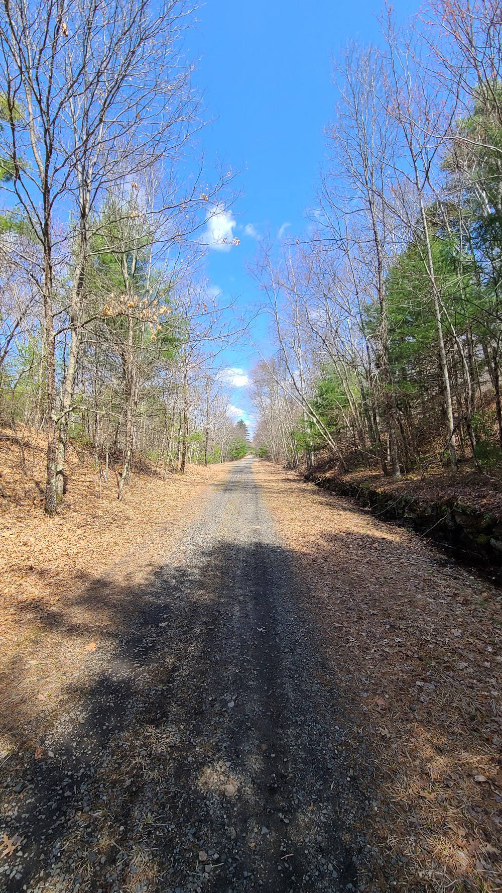 View down the SNETT of trees and blue sky